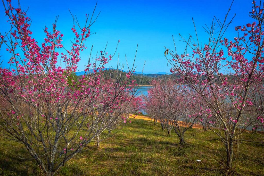 Trees with pink flowers near the water of Pa Khoang Lake