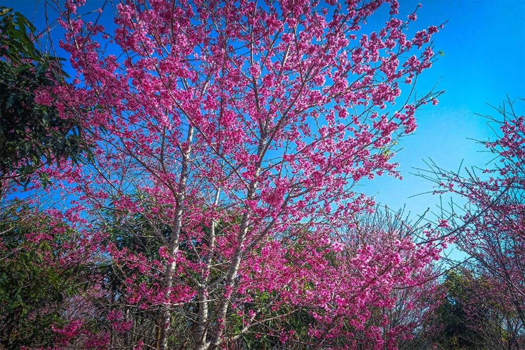 Pink flowers on cherry trees at Pa Khoang Lake