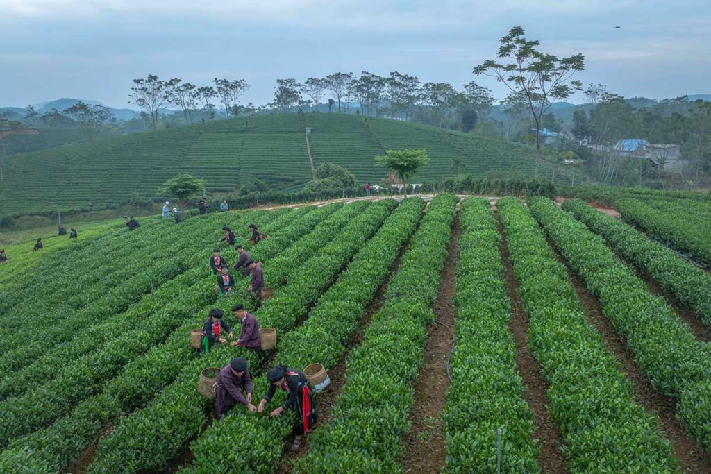 A view over the Tan Cuong Tea Hills in Thay Nguyen with local workers picking the tea leaves