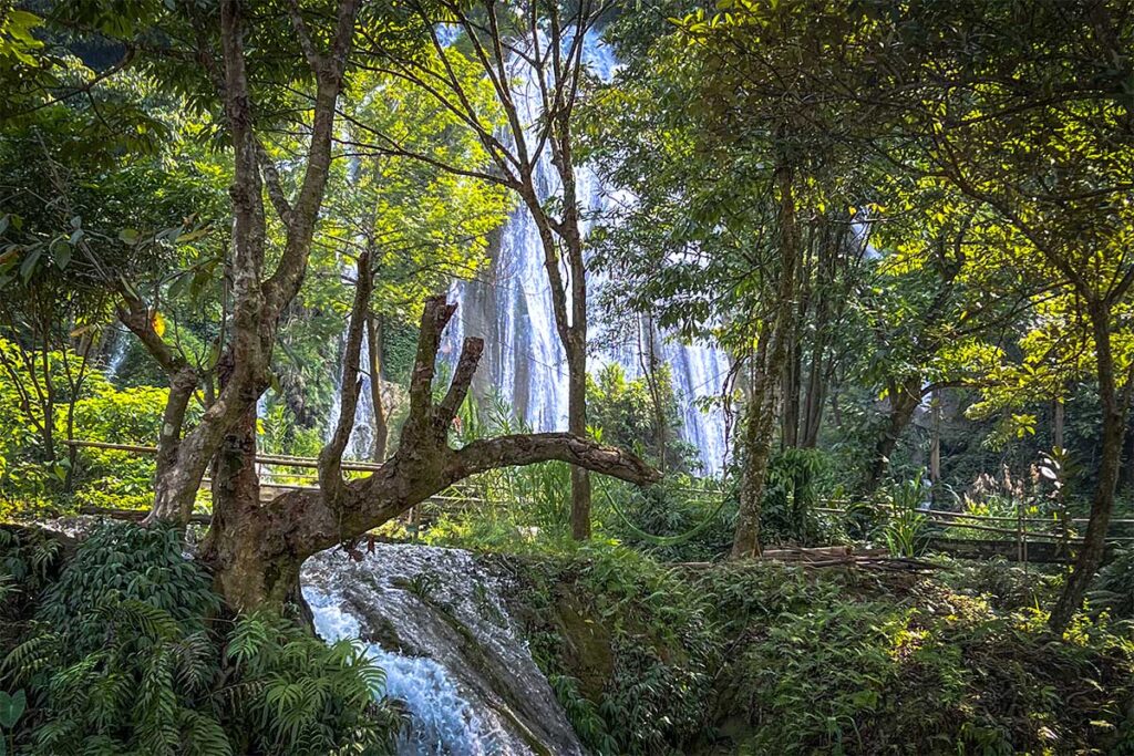 Forest with in the background behind the trees the Tat Nang Waterfall
