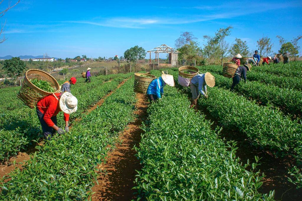 A tea hill in Thai Nguyen with local workers picking tea leaves
