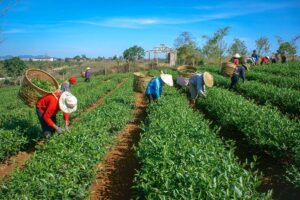 A tea hill in Thai Nguyen with local workers picking tea leaves