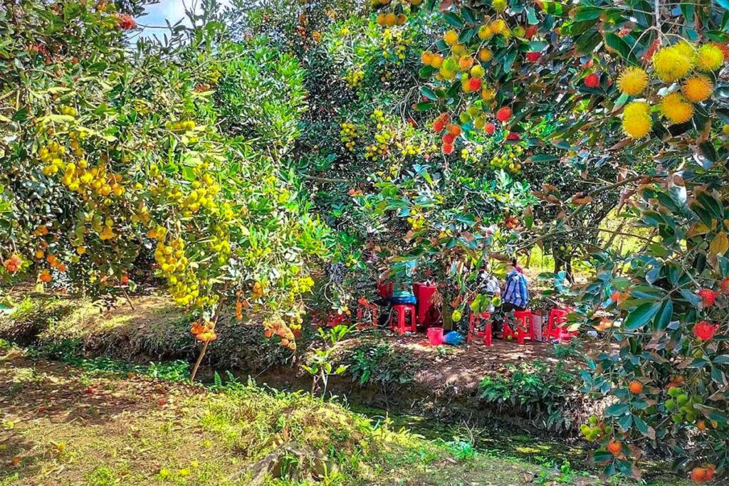 A fruit orchard on An Binh Island - Vinh Long Province and part of the Mekong Delta
