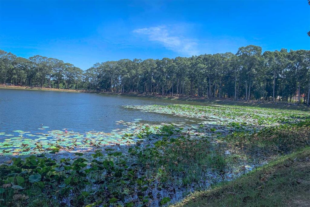 Ao Ba Om Lake next to Ang Pagoda in Tra Vinh with lotus flowers and tree-lined banks