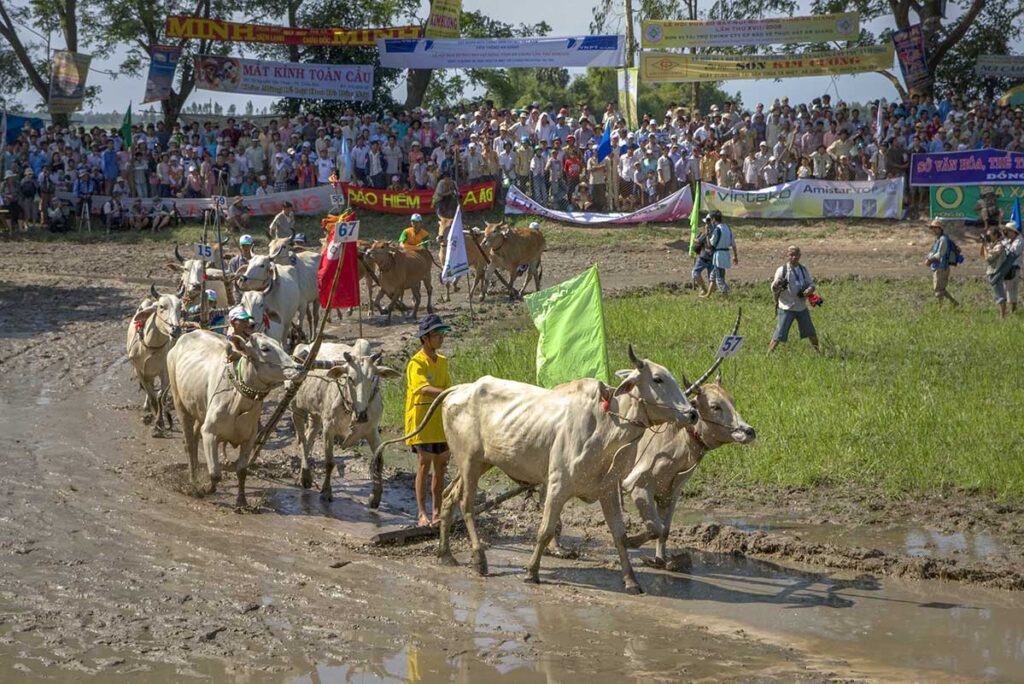 Parade of oxen with colorful flags entering the muddy field at the Bay Nui Ox Racing Festival in the Mekong Delta.