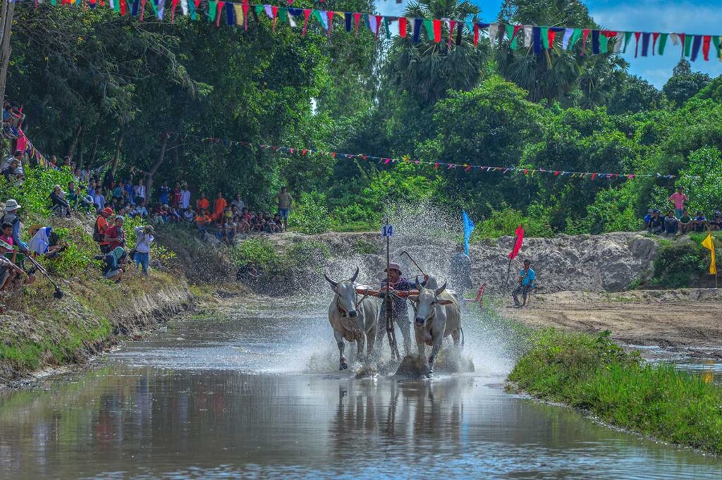 Jockey balancing on a wooden board while oxen charge through the mud at the Bay Nui Ox Racing Festival.