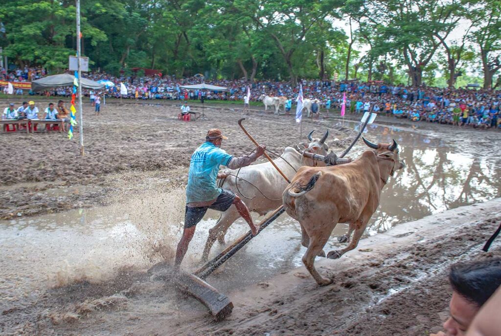 Oxen racing close to the crowd at the Bay Nui Ox Racing Festival in An Giang’s Seven Mountains region.