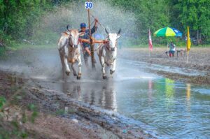 Two oxen sprinting through the muddy water at the Bay Nui Ox Racing Festival, creating splashes as spectators cheer along the track.