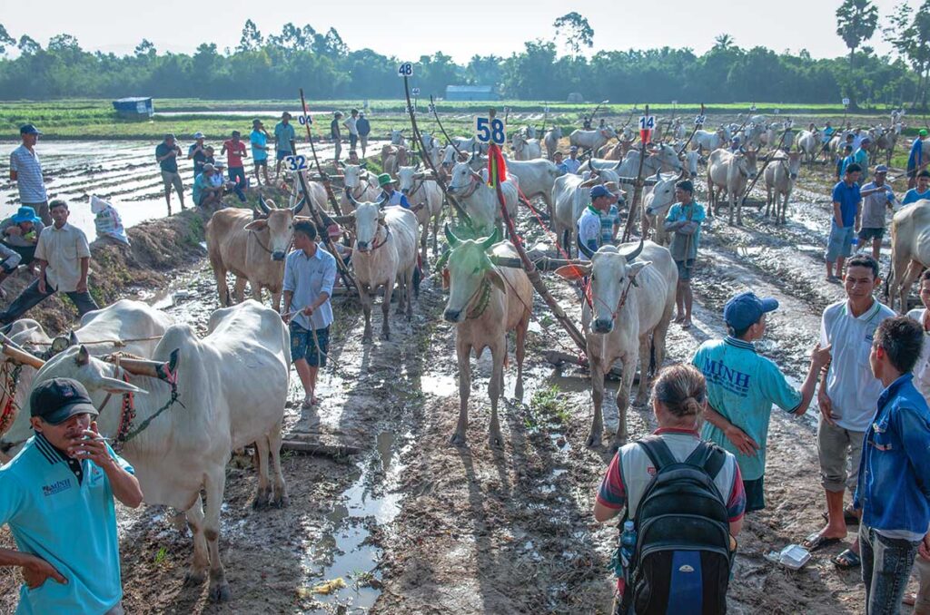 Farmers and oxen gathering in the muddy paddies before the start of the Bay Nui Ox Racing Festival races.