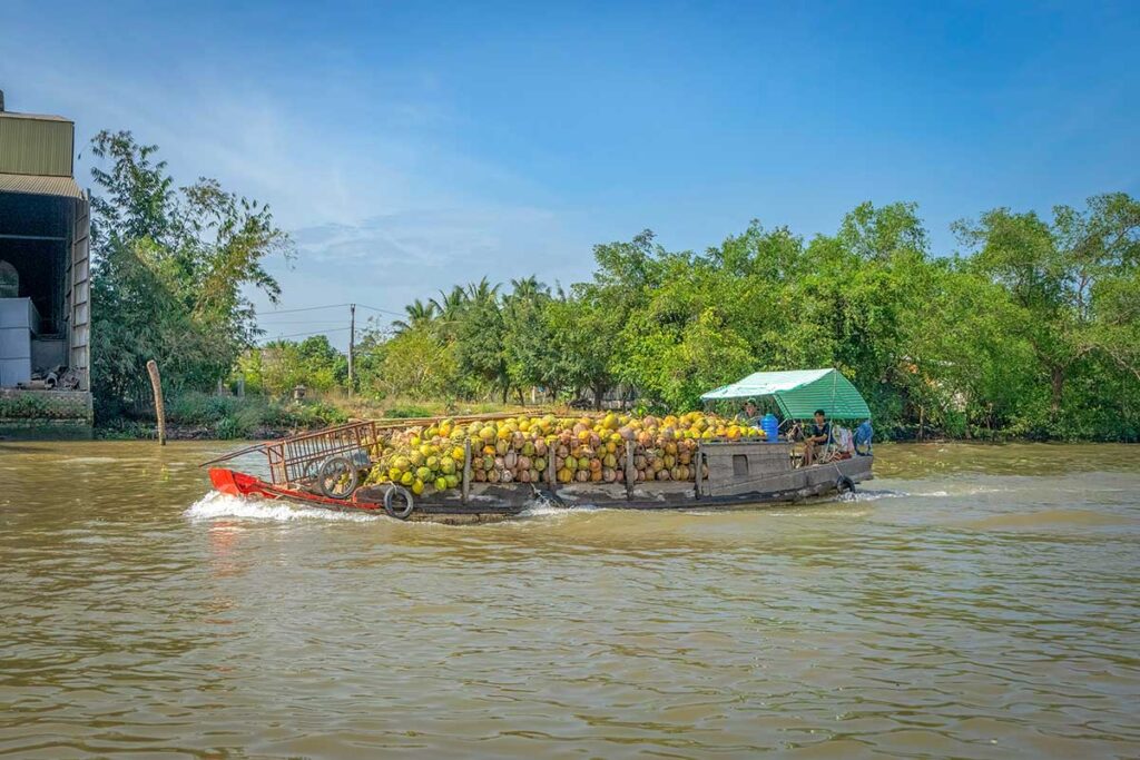 Boat transporting coconuts on the river in Cai Be – local commerce scene in the Mekong Delta.