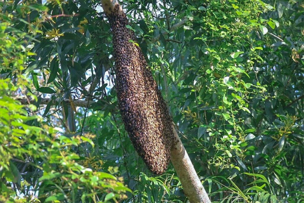 Large wild honey bee hive hanging from a tree inside Lung Ngoc Hoang Nature Reserve, an important part of the reserve’s ecosystem.