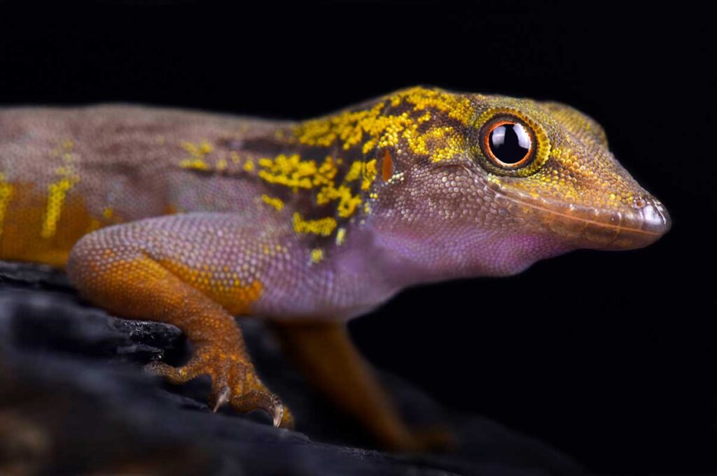 The vividly patterned psychedelic rock gecko
