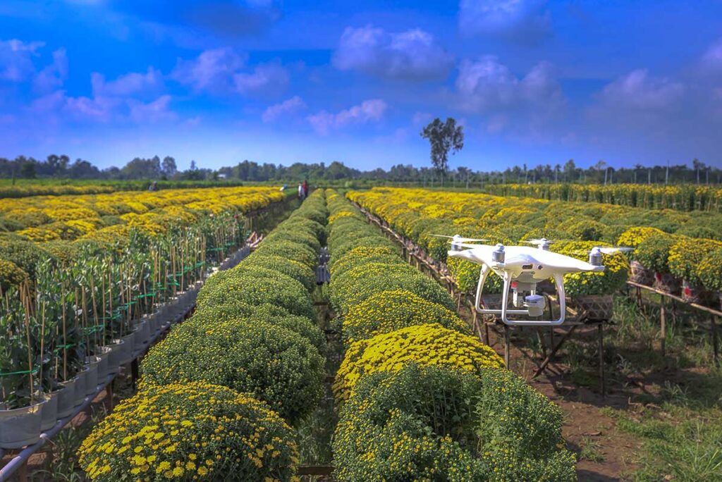 Drone flying above rows of chrysanthemum fields in Sa Dec Flower Village, Mekong Delta, Vietnam