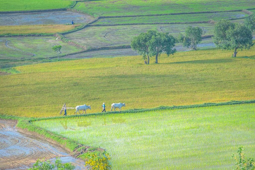 Two farmers walking with their cows over the edge between two rice paddies in Ta Pa - An Giang, Mekong Delta