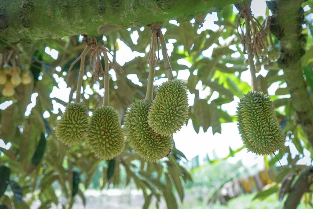 Close-up of durians hanging from a tree in a Tien Giang orchard, a signature fruit of the Mekong Delta’s fertile farmlands.