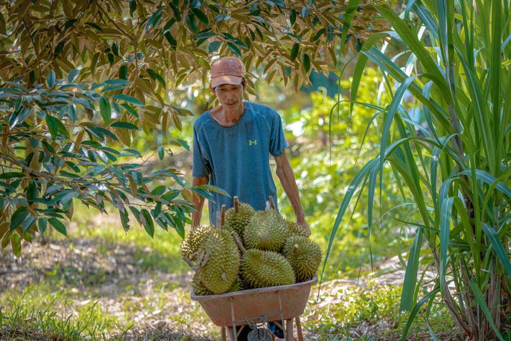 Farmer harvesting fresh durians with a wheelbarrow in a Tien Giang fruit orchard, highlighting the province’s reputation for tropical fruits in the Mekong Delta.