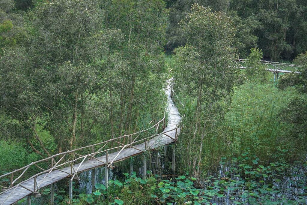 Curved bamboo bridge weaving through lotus ponds and cajuput trees in Tra Su Bird Sanctuary.