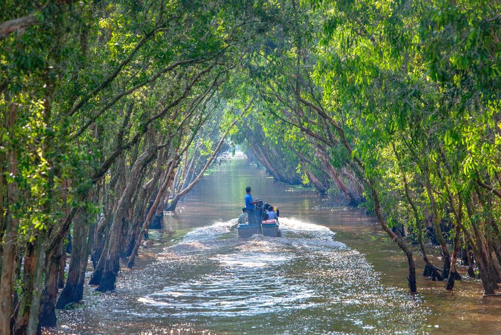 Motorboat cruising along a waterway shaded by cajuput trees in Tra Su Bird Sanctuary, Mekong Delta.