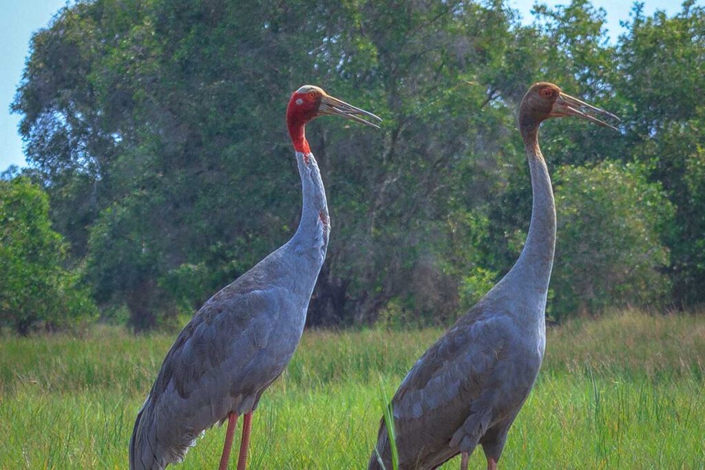Red-crowned cranes foraging in dry grasslands of Tram Chim National Park, Vietnam