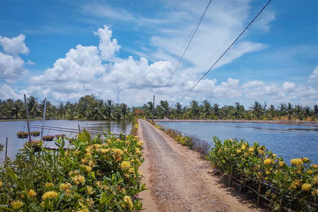 Scenic dirt road between shrimp ponds and flowering plants on Con Chim Island, Tra Vinh, typical of Mekong Delta landscapes