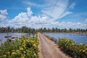 Scenic dirt road between shrimp ponds and flowering plants on Con Chim Island, Tra Vinh, typical of Mekong Delta landscapes