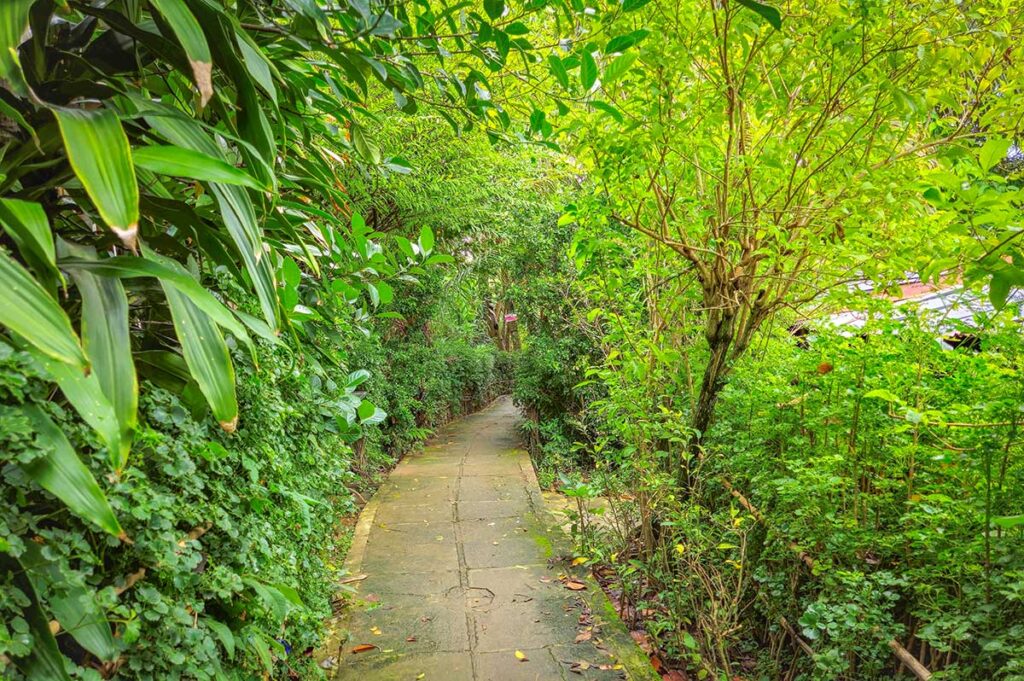 Narrow garden path surrounded by lush greenery on Con Son Islet in the Mekong Delta