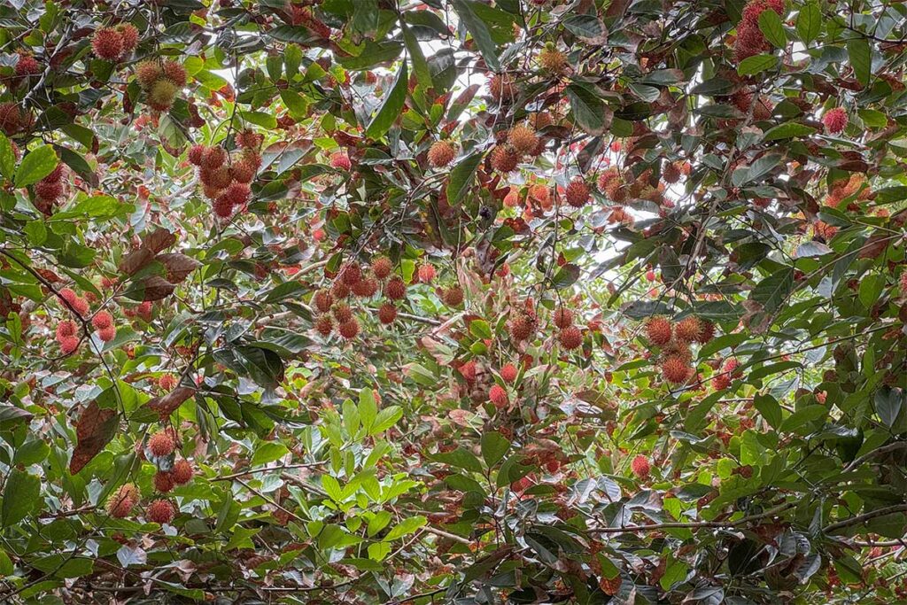Close-up of ripe rambutan fruits hanging in the orchard on Con Son Islet, Vietnam