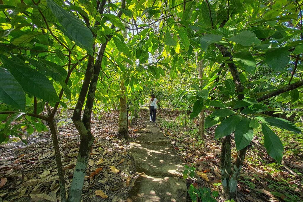 Walking path through the cacao garden at Muoi Cuong Cacao Farm in Can Tho