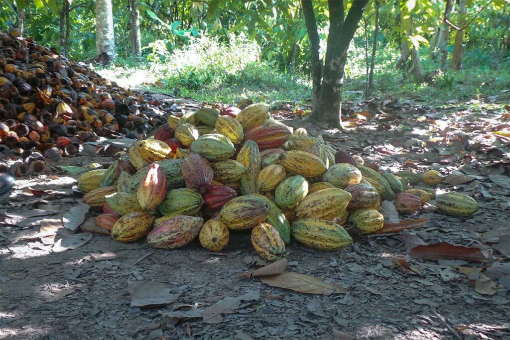 Harvested cacao pods on the ground at Muoi Cuong Cacao Farm in Can Tho, Mekong Delta