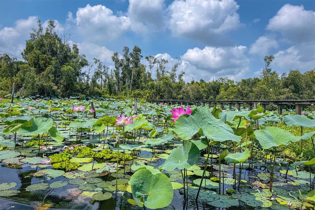 Morning lotus blooms at Tan Lap Floating Village with wooden walkway in the background, Mekong Delta