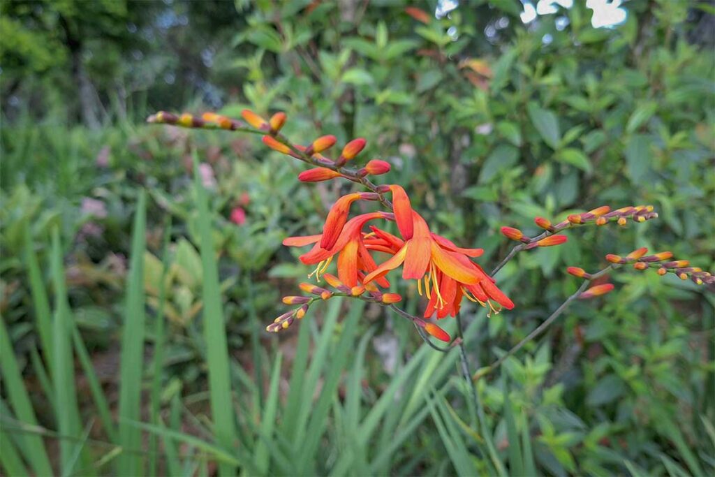 Close-up of orange wildflowers blooming in the cool mountain air of Hon Ba Nature Reserve.