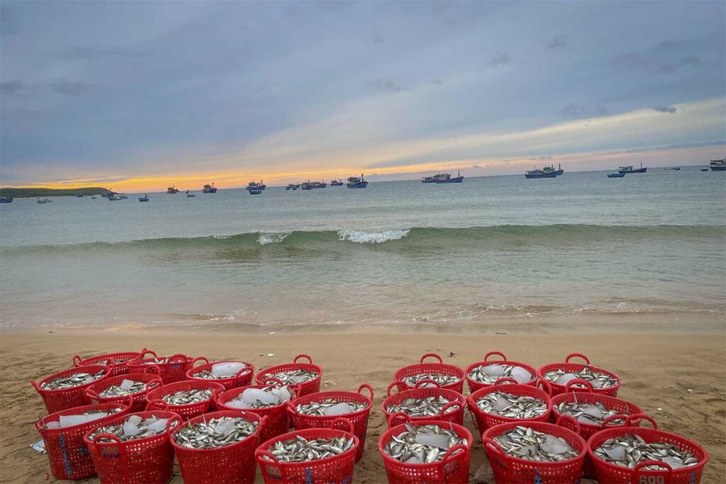 Fresh fish baskets on Long Thuy Beach – Red baskets filled with the morning catch lined up on the sand as fishing boats arrive at dawn.