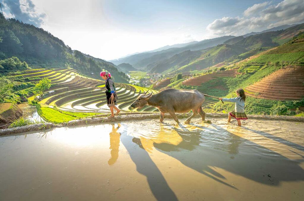 Mu Cang Chai tours – Local Vietnam | ethnic minority woman and child with buffalo walking along terraced rice fields in northern Vietnam