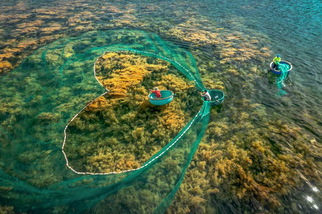 Basket boats fishing in seaweed waters at Nhon Hai – Local fishermen casting nets among seasonal seaweed, a traditional scene near the village.