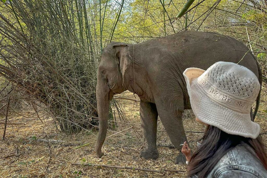 Nhung Phung from Local Vietnam exploring an ethical elephant experience in Dak Lak, Vietnam