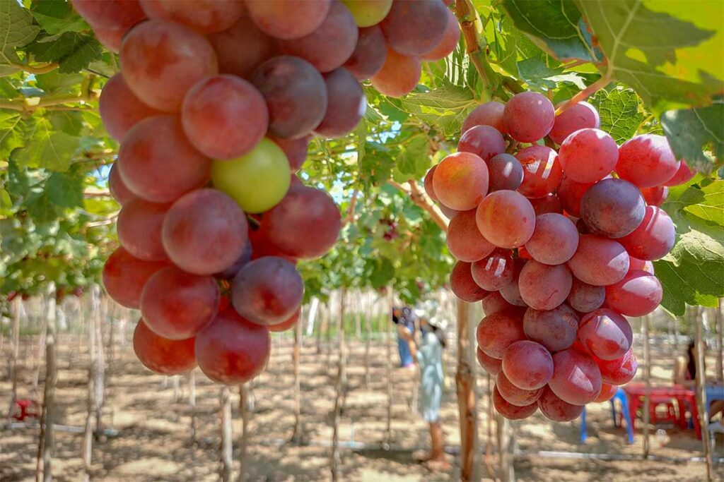 Close-up of ripe red grapes growing under the vines in a Ninh Thuan vineyard.