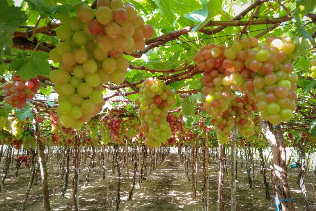 Clusters of green and red grapes hanging from trellises in a vineyard in Ninh Thuan, Vietnam.