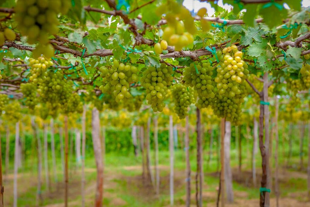 Clusters of fresh green grapes growing under trellises in a Ninh Thuan vineyard.