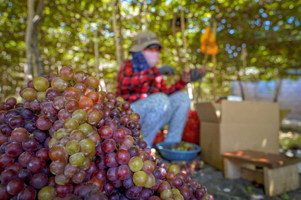 Freshly harvested red grapes with a local farmer working in the background in Ninh Thuan.