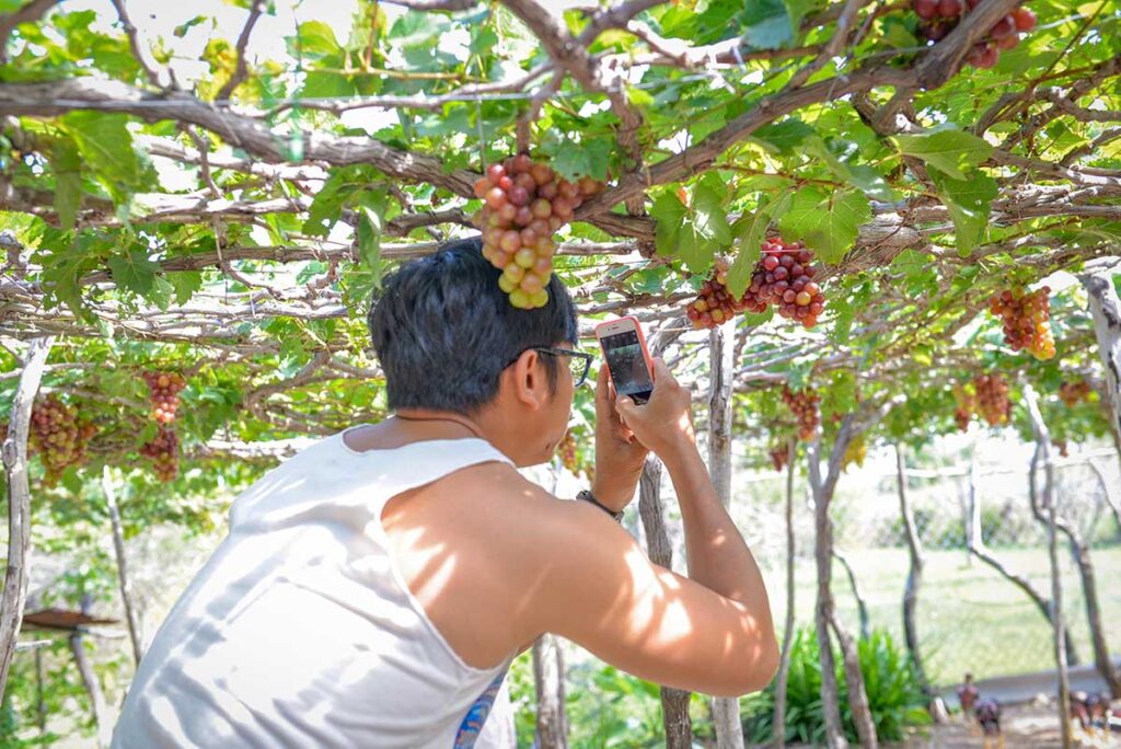 Tourist taking photos of grape trellises inside a vineyard in Ninh Thuan, Vietnam.