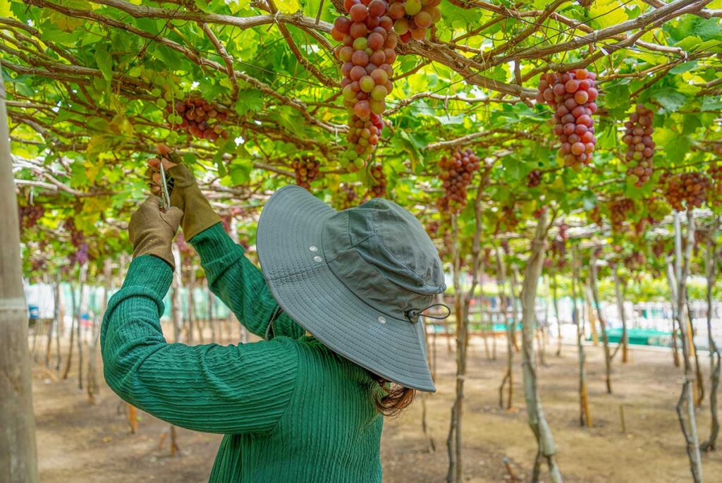 Local farmer harvesting ripe grapes in a vineyard in Ninh Thuan, Vietnam.