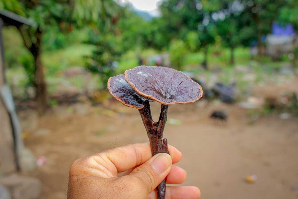 Lingzhi mushroom in Phuoc Binh – Hand holding a wild Lingzhi mushroom (Ganoderma) harvested in Phuoc Binh National Park, Vietnam.