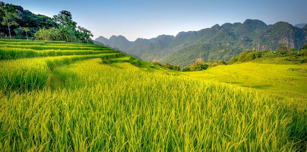 Pu Luong Vietnam – Local Vietnam tours | green rice terraces and limestone mountains in Pu Luong Nature Reserve, northern Vietnam