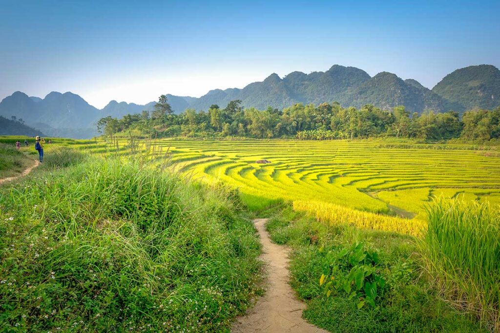 Pu Luong tours – Local Vietnam | travelers walking along terraced rice fields with mountain views in Pu Luong Nature Reserve, Vietnam