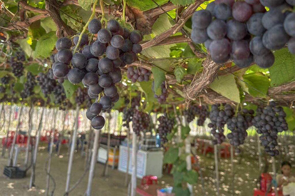 Dark grapes growing under tall trellises at Tina Vineyard in Thai An, Ninh Thuan.