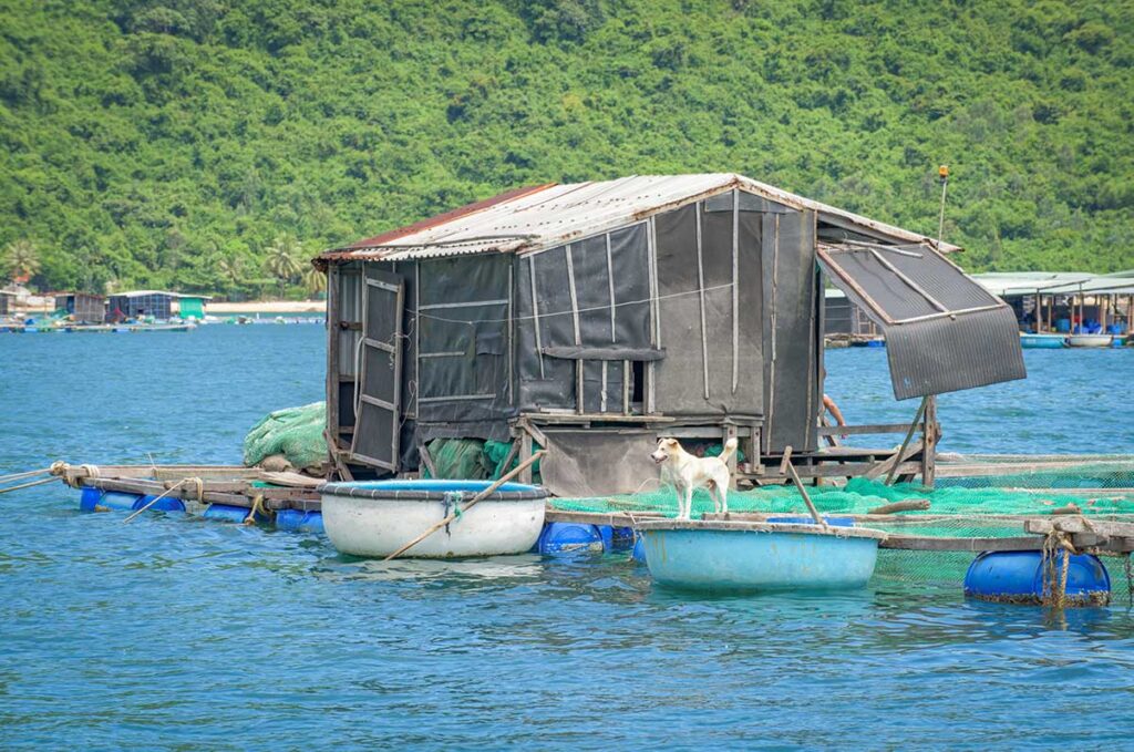 Floating lobster farm in Vung Ro Bay with a guard dog standing on the raft, a typical sight of the bay’s aquaculture life.