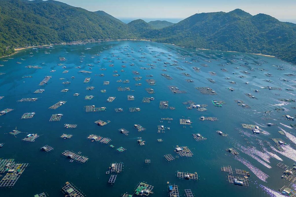 Aerial perspective of Vung Ro Bay filled with floating aquaculture rafts, highlighting the bay’s fishing economy.