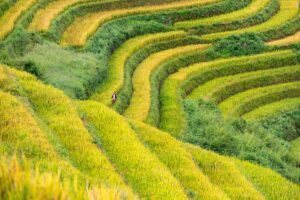 Golden rice terraces of Mu Cang Chai surrounded by misty mountains — part of our 3-week Vietnam itinerary exploring the scenic northern loop through Ha Giang, Sapa, and Bac Ha.
