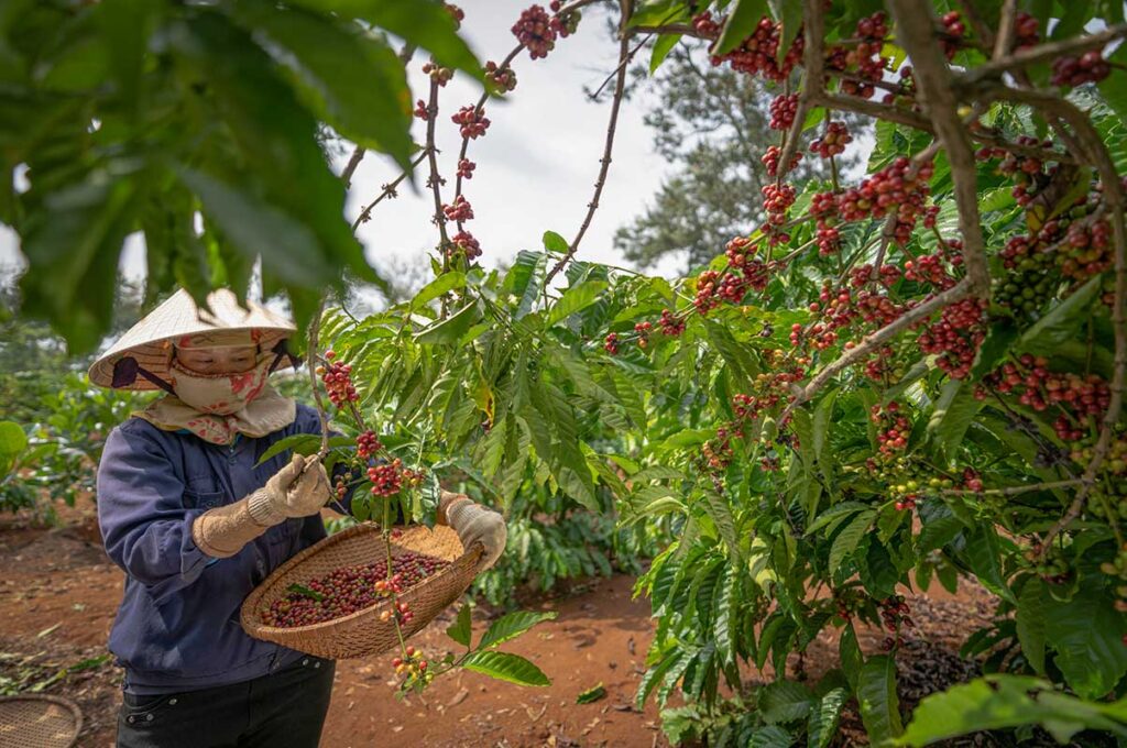 Buon Ma Thuot tours with a local farmer harvesting ripe coffee cherries in the Central Highlands