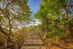 Con Dao National Park tours with a stone pathway winding through lush forest scenery